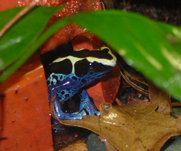 male cobolt tinc  - our oldest frog we have had him for 6+ years