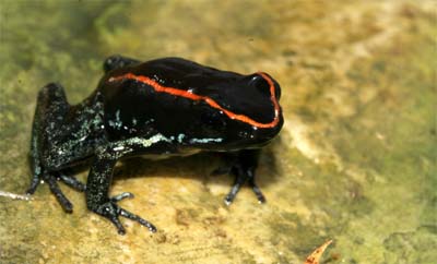 In the pictures here you can see the coppery red color of the striping on the frog