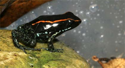 Another Phyllobates vittatus on a rock in the enclosure 
